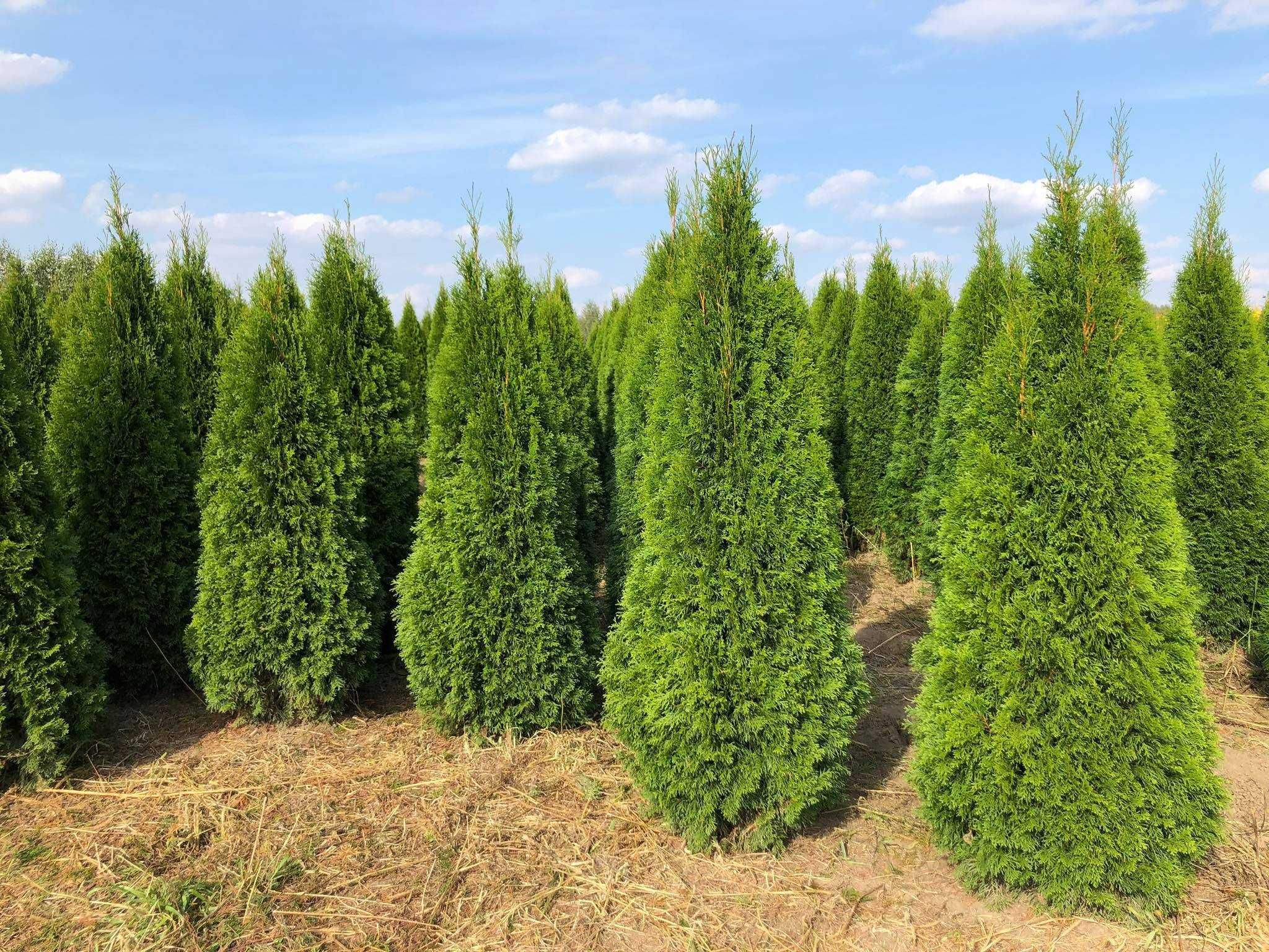 Tuja szmaragd, tuje od 60 do 250 cm! Thuja brabant do 270!