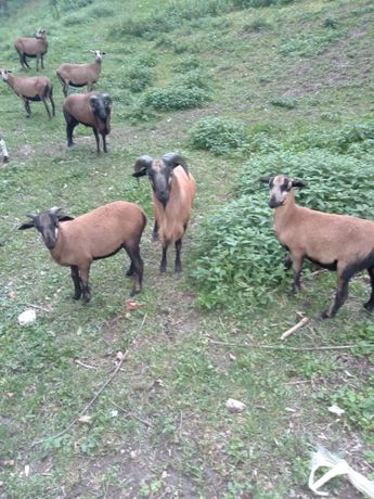 Owce kameruńskie owieczki baranki