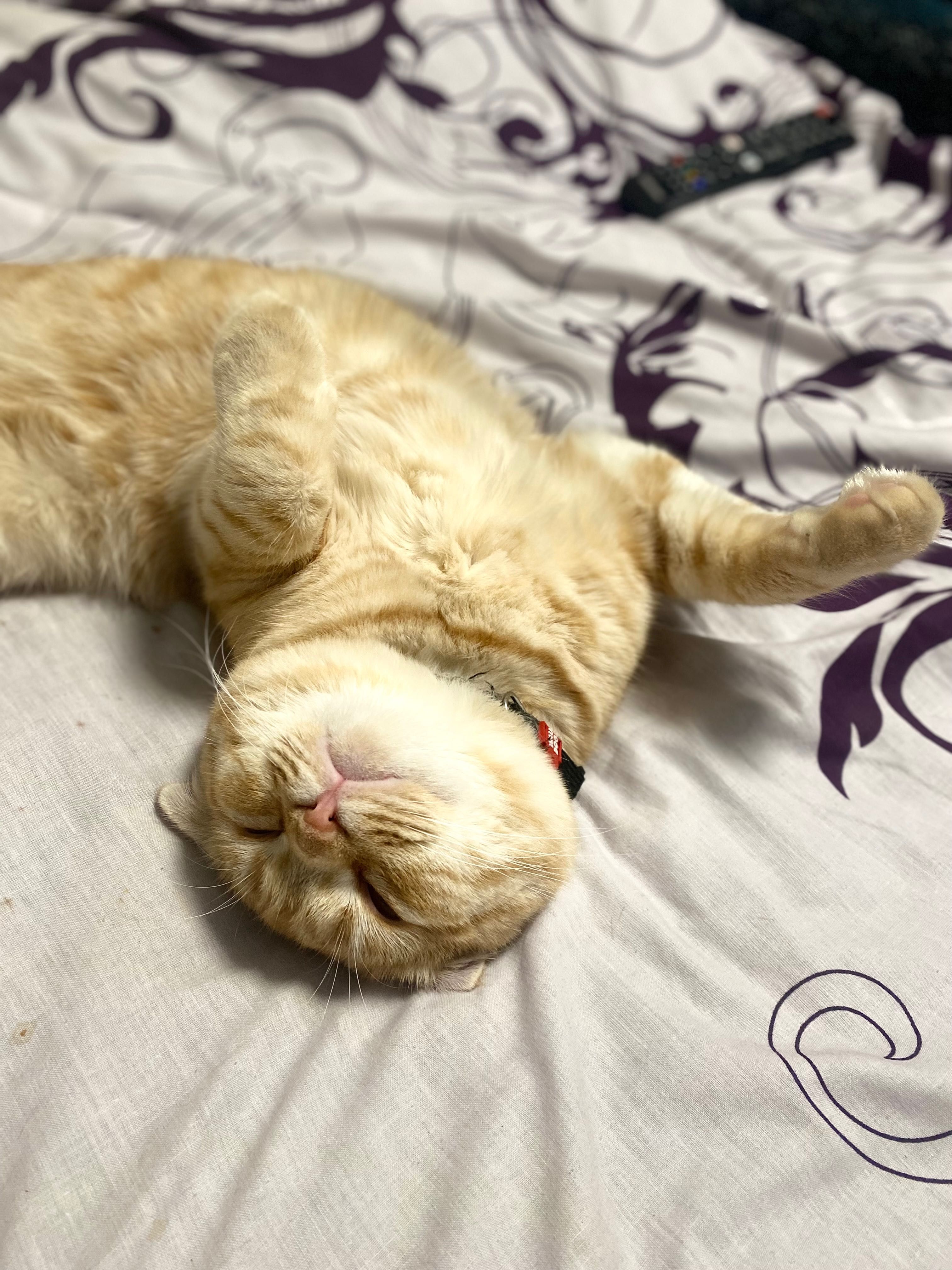 Шотландский кот, рыжий в полоску