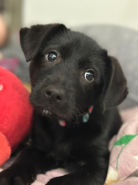 Szczeniak w typie labka 3 m-ce Katowice