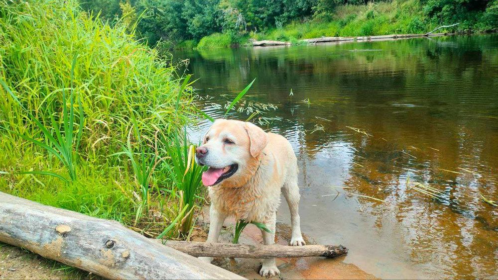 Лабрадор вязка шукаєм дівчинку