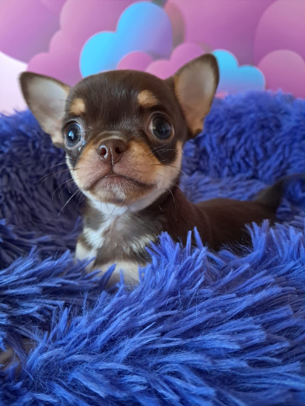 Chihuahua - maleńki Mickey