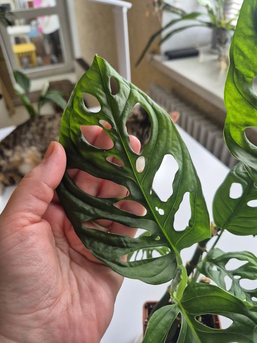 Монстера Манкі 3 міцних стовбури з великим листям