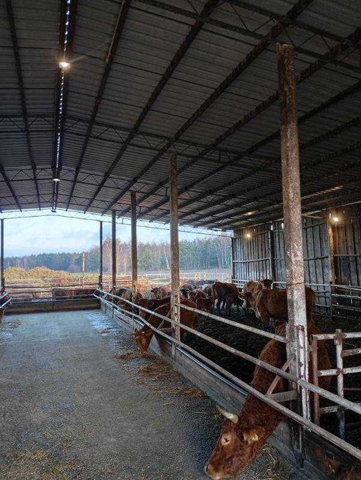 Odsadki Limuze - jałówki i byczki