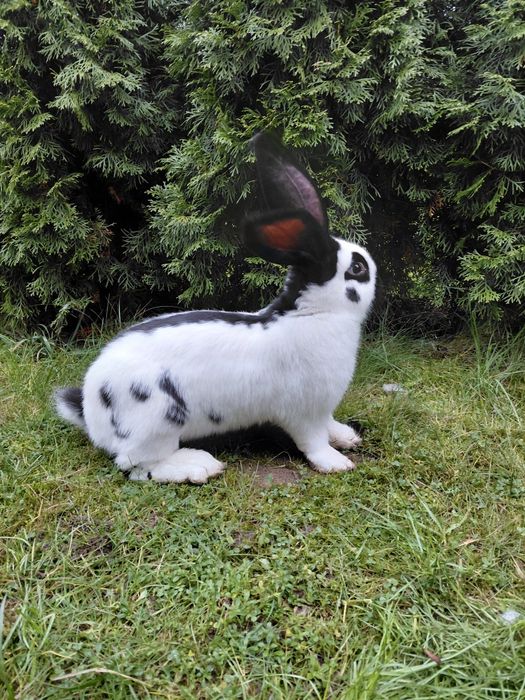 Olbrzym srokacz czarny, króliki, samiec