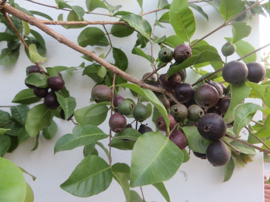 10 sementes de araçá negro (Psidium myrtoides)