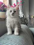 Kotka Maine coon ns 11 shaded do hodowli