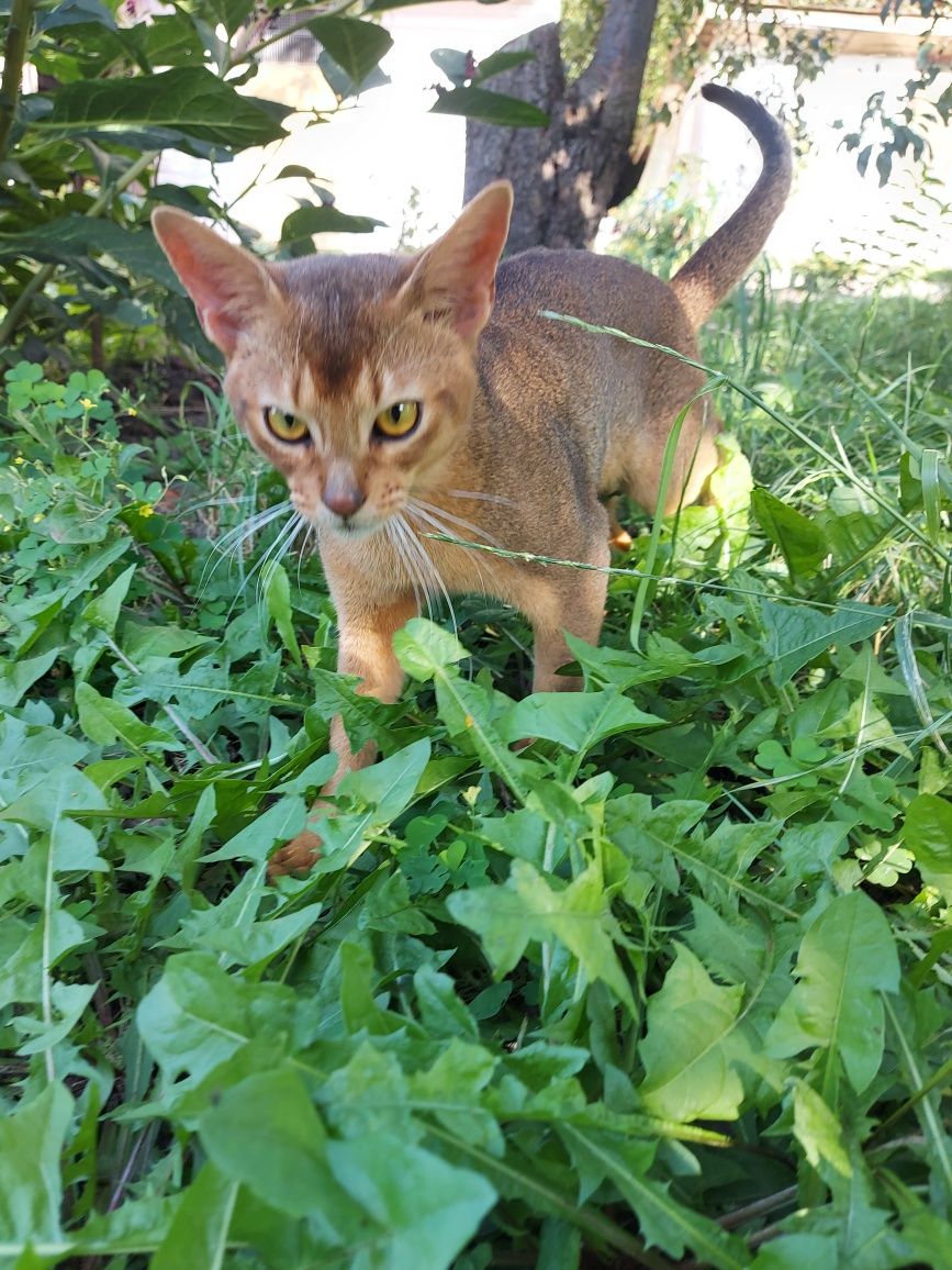 Абиссинский кот вязка, родословная