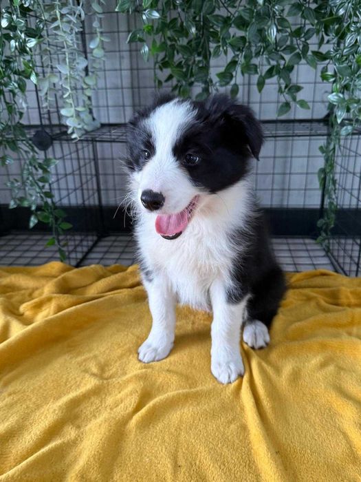 Border Collie - suczka