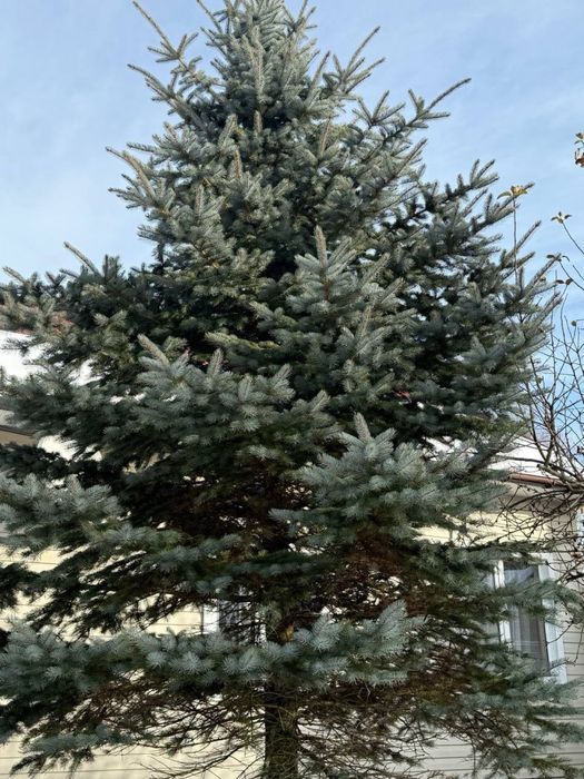 !Шикарна Велика Ялинка На Продаж!