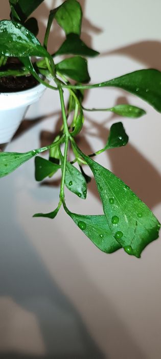 Hoya hoja manipurensis