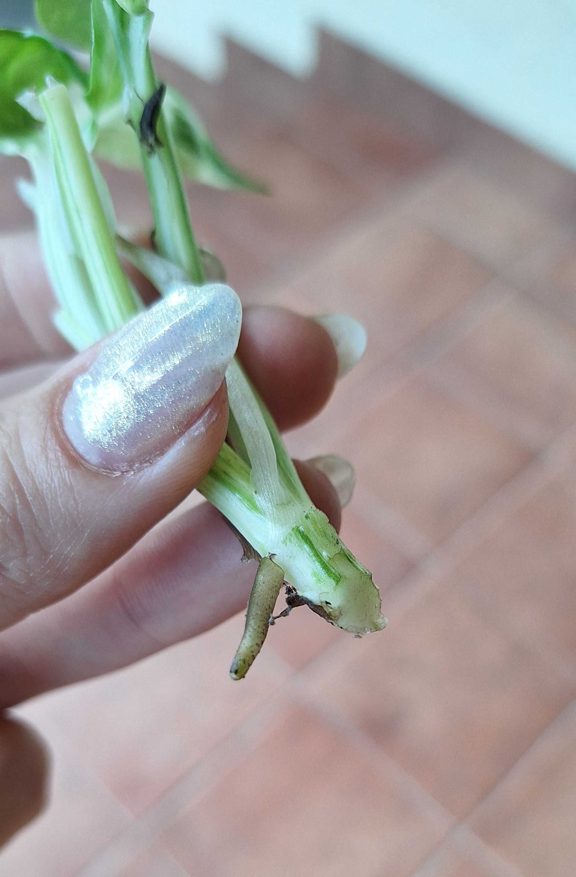 Epipremnum happy leaf variegata