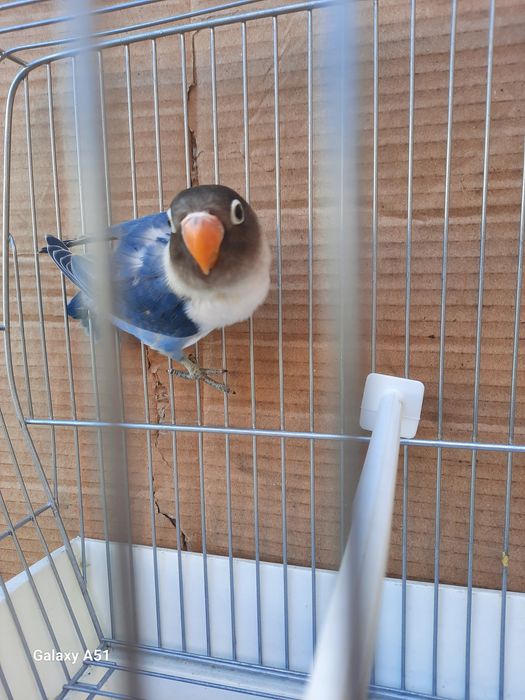 Agapornis Personata 2025 mais gaiola