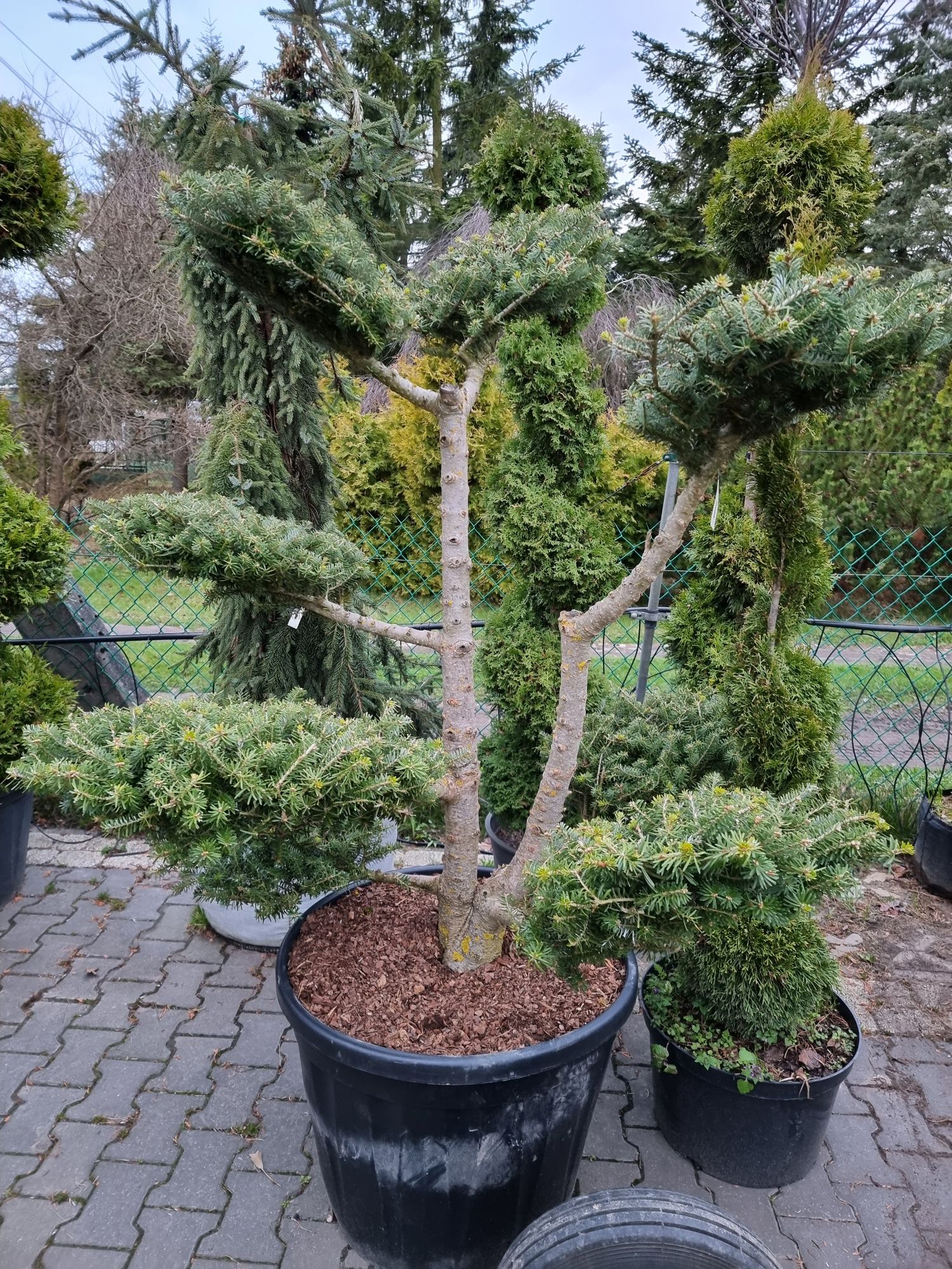 Krzewy formowane Niwaki BONSAI