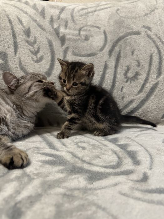 Віддам, котиків в добрі руки (хлопчики)