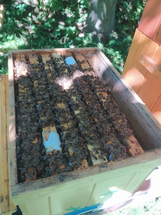 Odkłady pszczele odkład