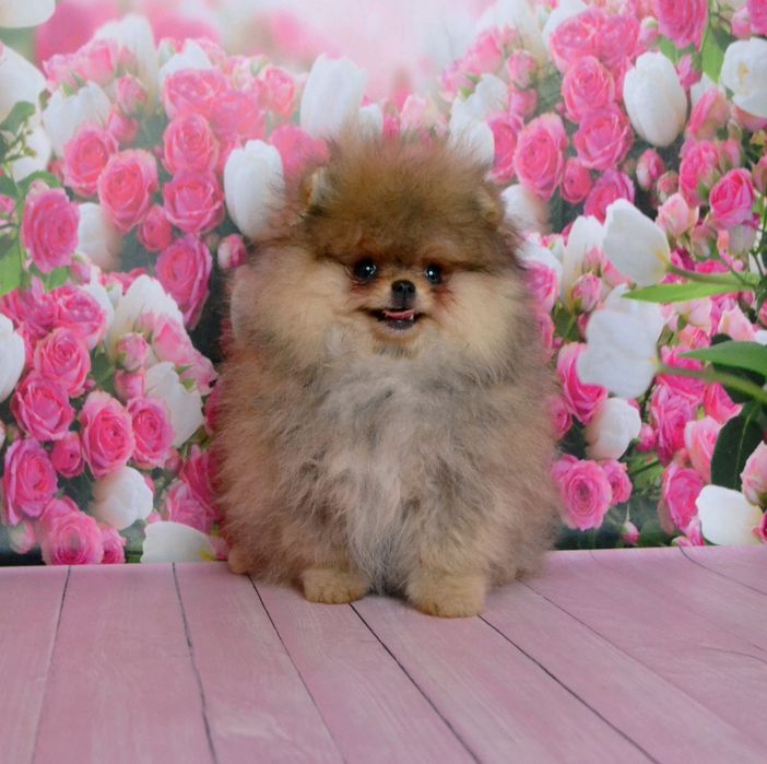 Мишка мини померанский