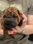 Shar pei wystawowe i nie tylko z Rodowodem FCI