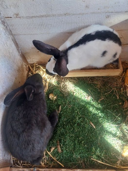 Sprzedam króliki srokacz niemiecki