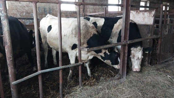 Jałówki Wysokocielne Grudzień Styczeń