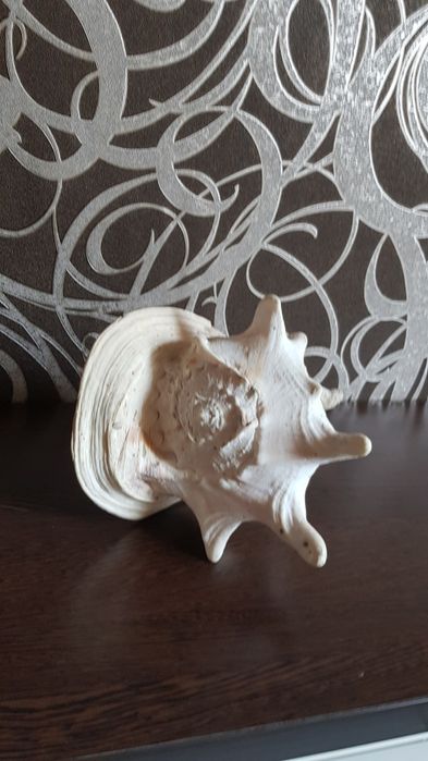 Ракушка з Куби справжня