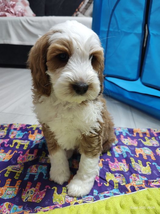 Cockapoo Boy Genetyka