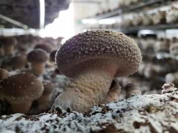 Grzyby Shiitake polski producent grzyby