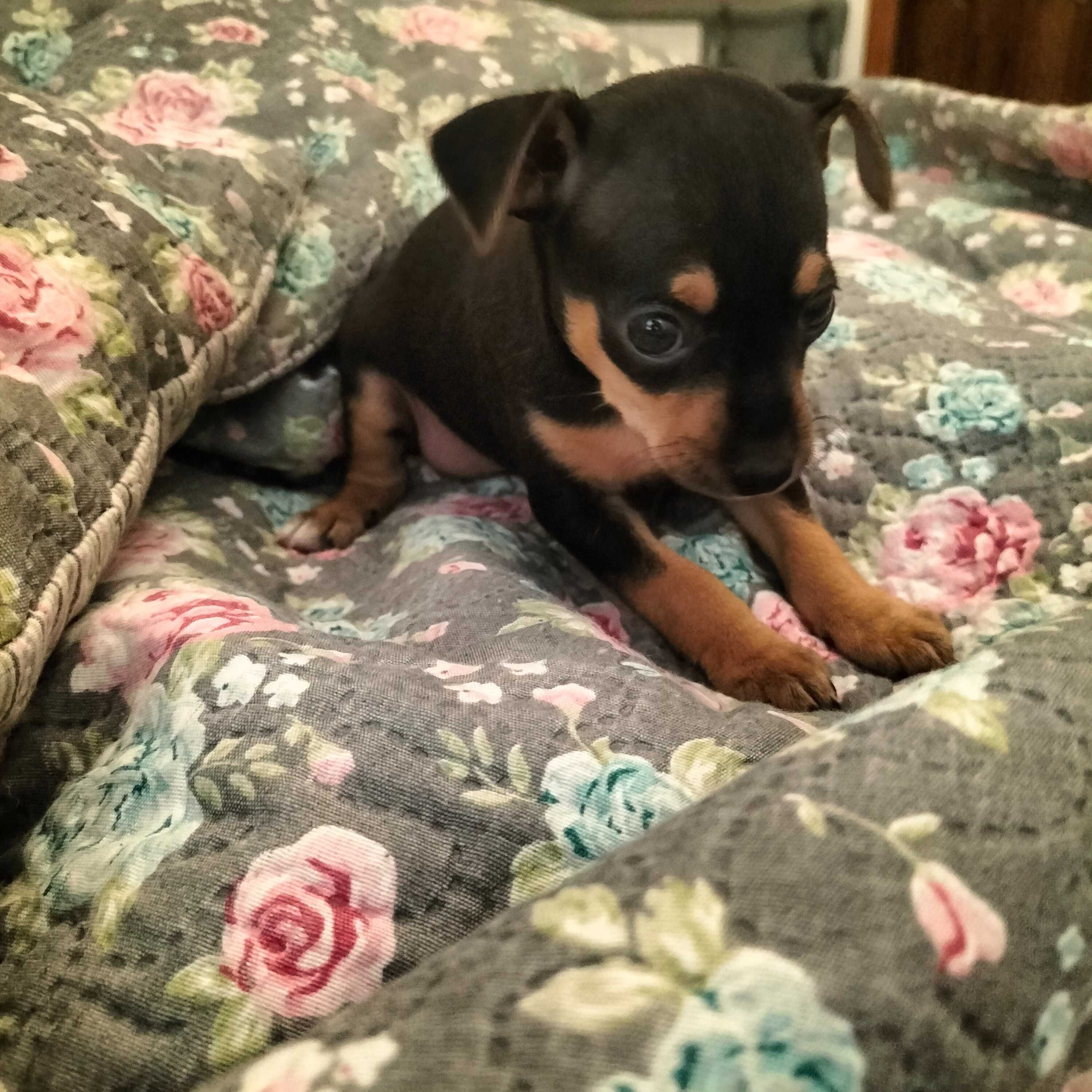 Pinscher fêmea linda