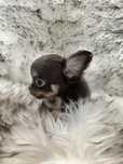 *** Gotowa do odbioru *** Piękna Długowłosa Dziewczynka Chihuahua ***