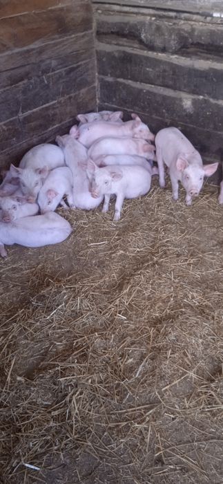 Домашні поросята велика біла +ландрас