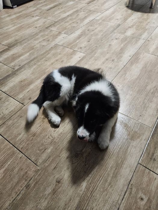 Piesek border collie