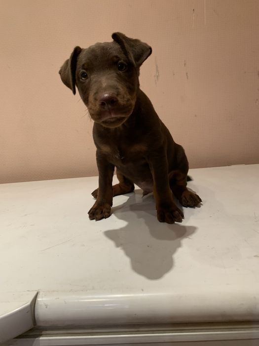 Ягдтер'єр кобель