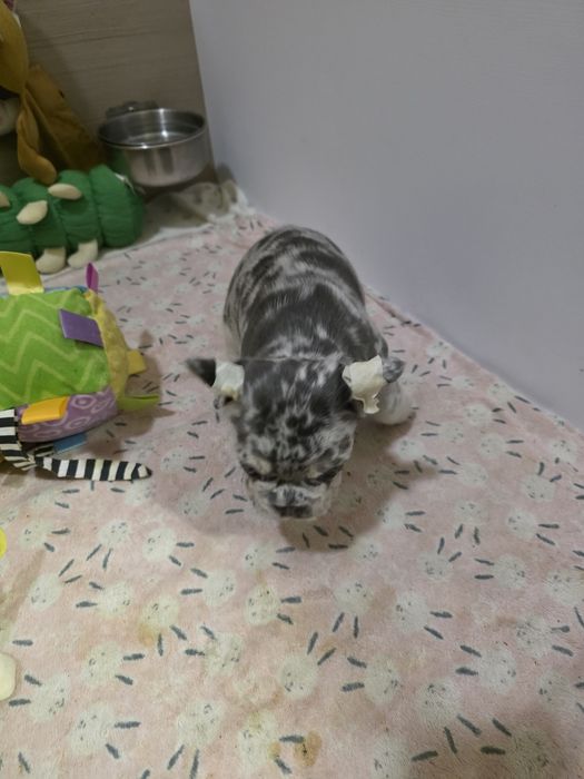 Дітки під ялинку