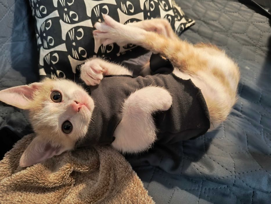 Котик шукає люблячу родину!