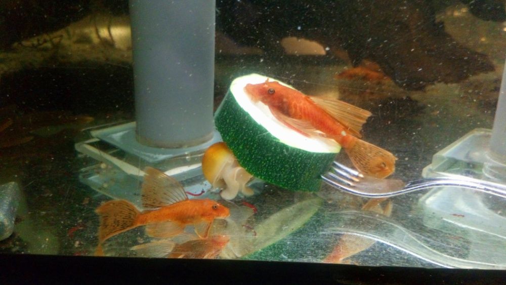 Glonojad Czerwony Weloniasty