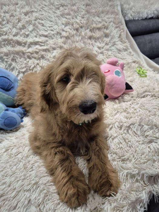 Goldendoodle f1 standard