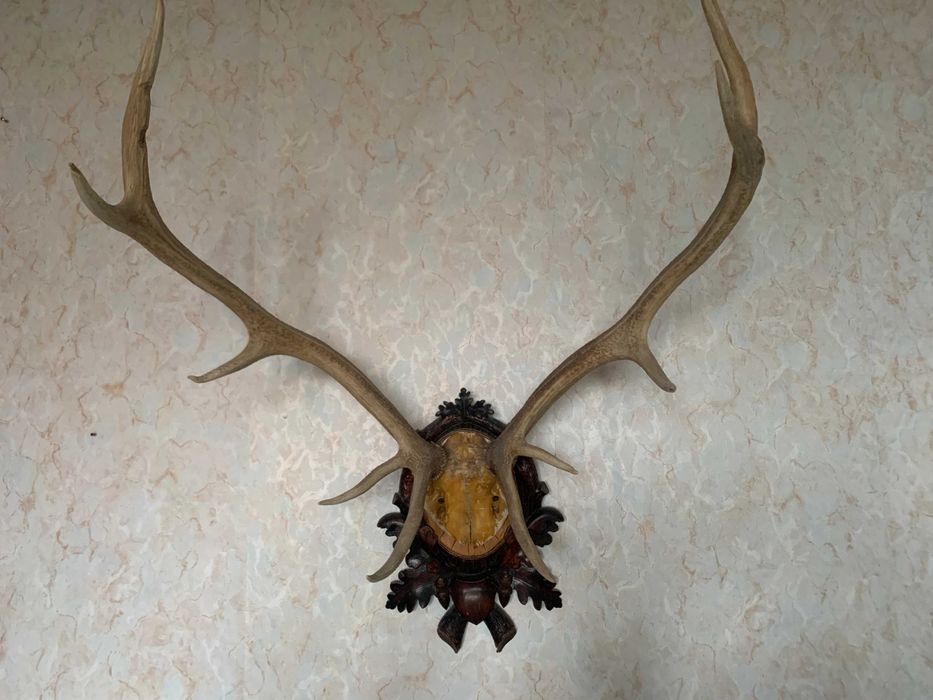 Трофейные оленьи рога большого размера