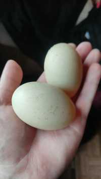 Инкубационное яйцо, інкубаційні яйця мускусной качки домашні