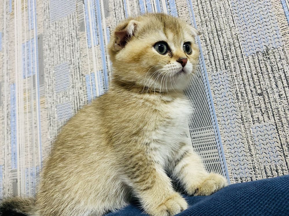 Дівчинка скотіш фолд