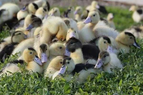 Инкубационое яйцо утка Мулард(Франция)