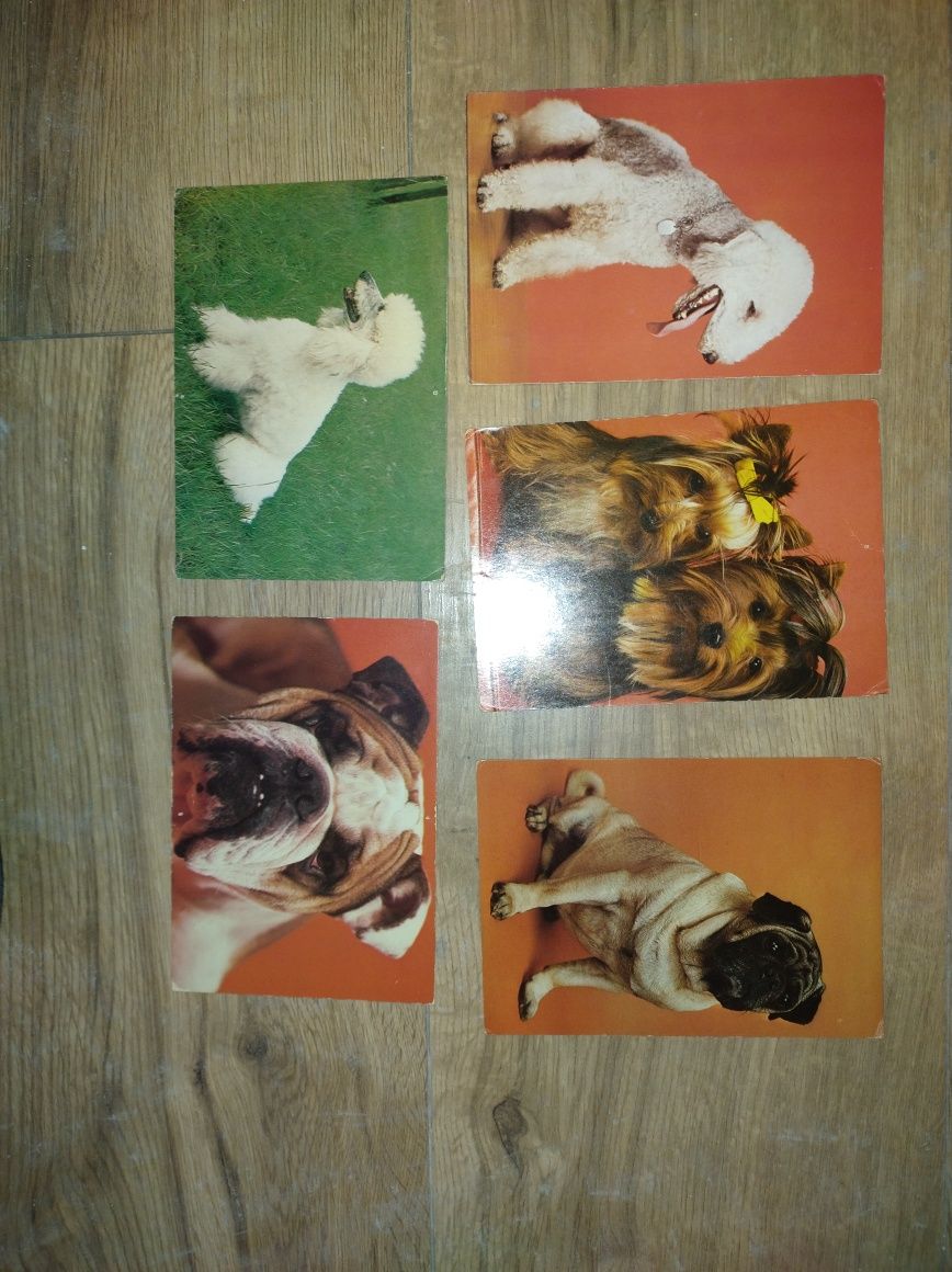 Stare pocztówki - psy