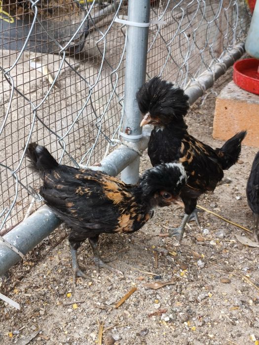 Vendo pintos Paduanas