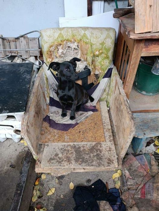 Цуценятки шукають свій дім і любляче серце