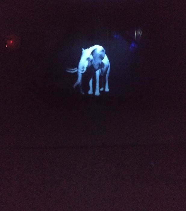 Бизнес новинка аттракцион Голограмма