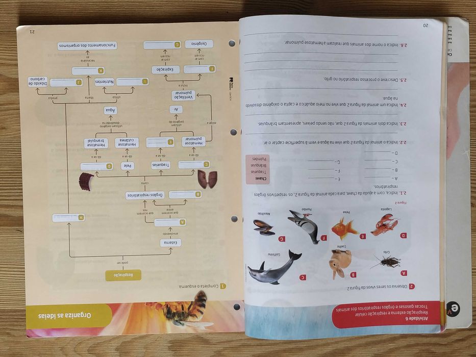 Caderno de Actividades Ciências CienTic 6ºano