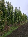 dąb szypułkowy Fastigiata, Quercus robur `Fastigiata` -