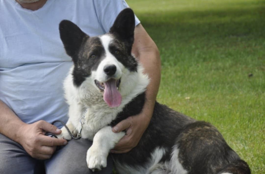 Welsh Corgi Cardigan FCI