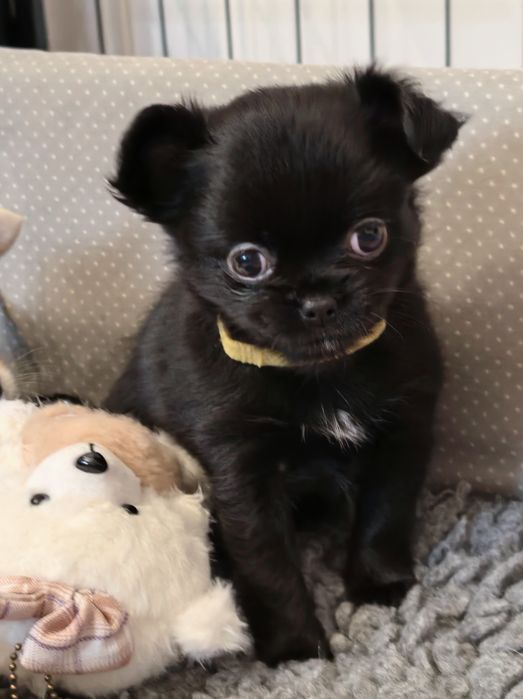 Chihuahua długowłosa ZKwP/FCI