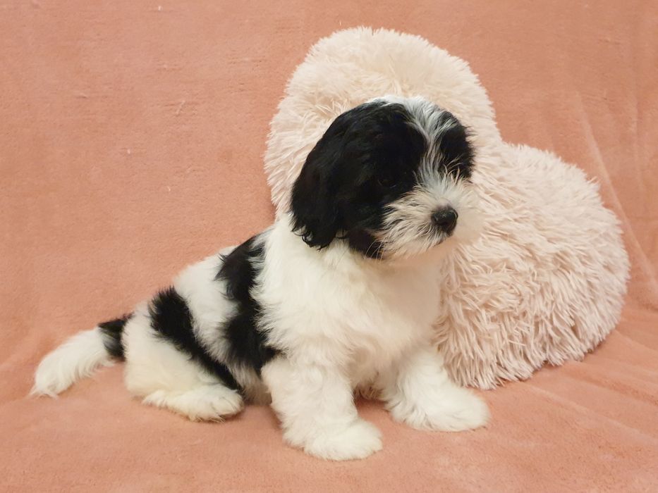 Hawańczyk piękna suczka