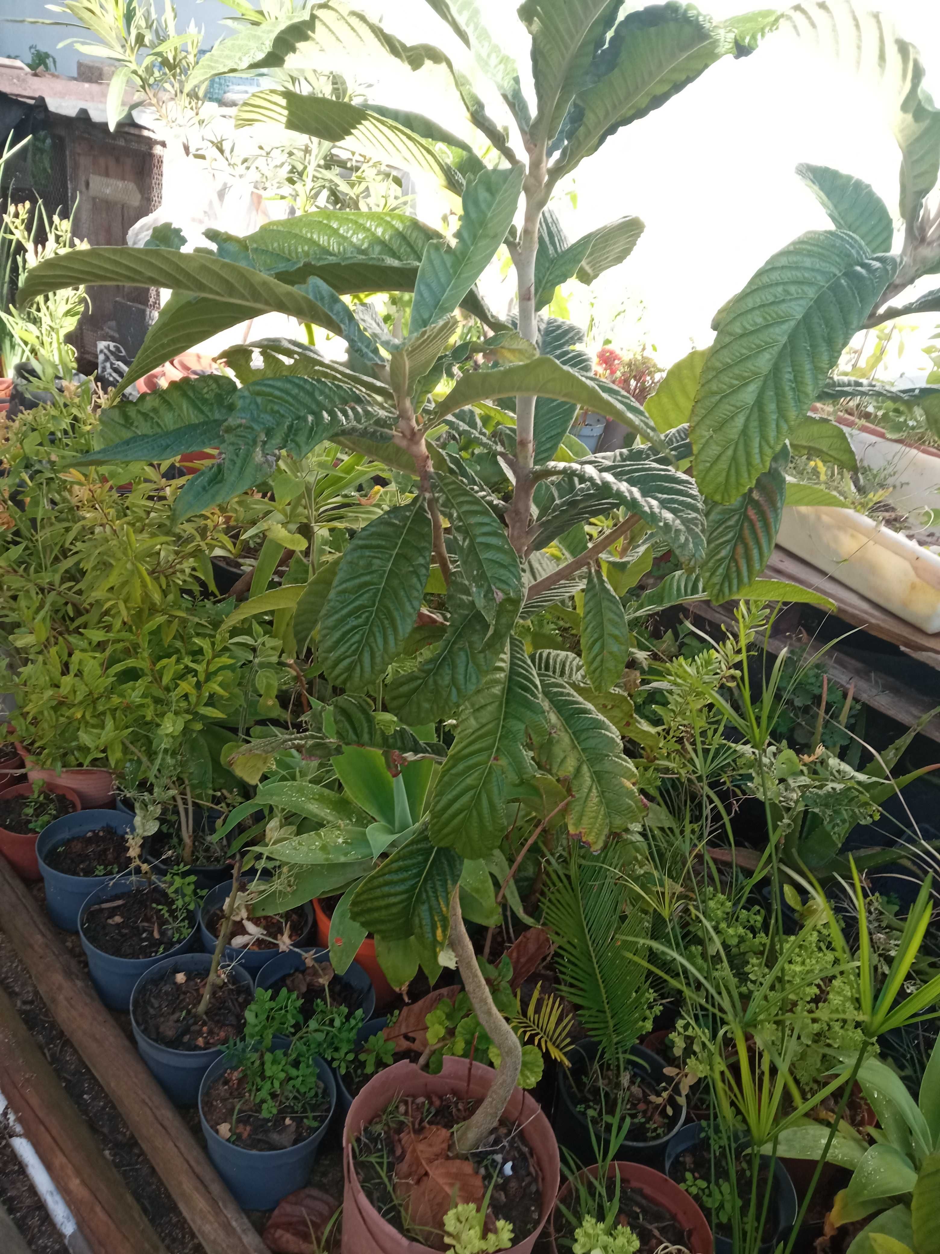 Árvores de fruto nespereiras